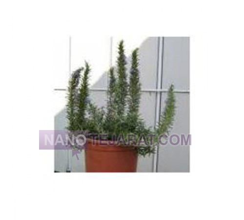 Rosemary Plant